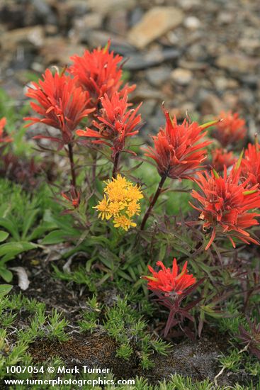 Cliff Paintbrush w/ Alpine Goldenrod