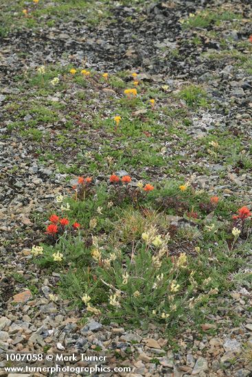Cusick's Locoweed, Cliff Paintbrush, Cascade Willow, Snow Willow on scree