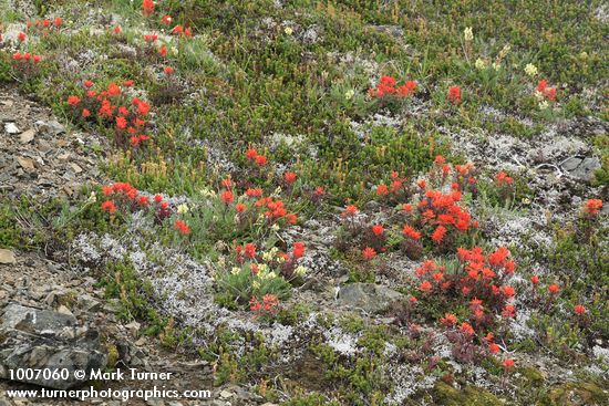 Cusick's Locoweed, Cliff Paintbrush, Pink Heather foliage
