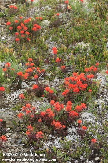 Cliff Paintbrush among Pink Heather foliage