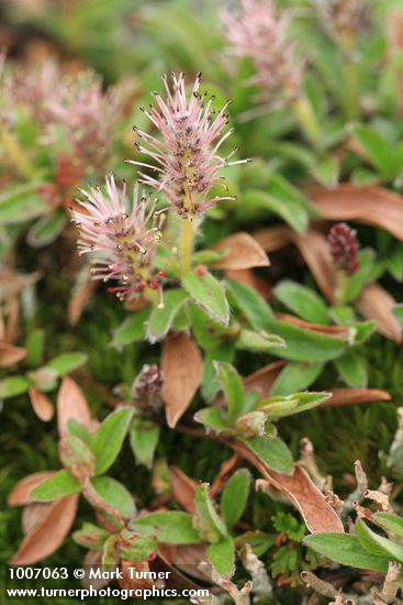 Cascade Willow (male) detail