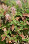 Cascade Willow (male) detail