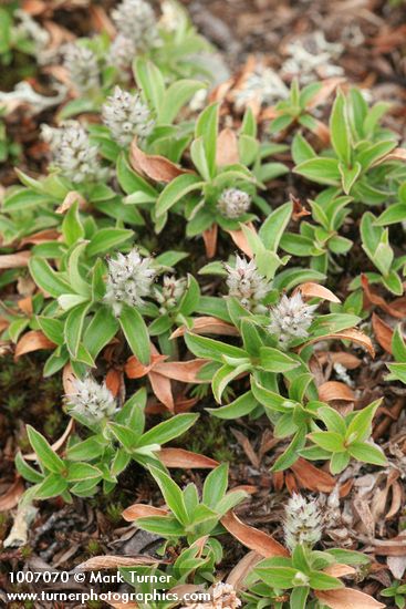 Cascade Willow (female)
