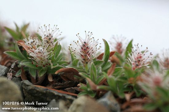 Cascade Willow (male) detail