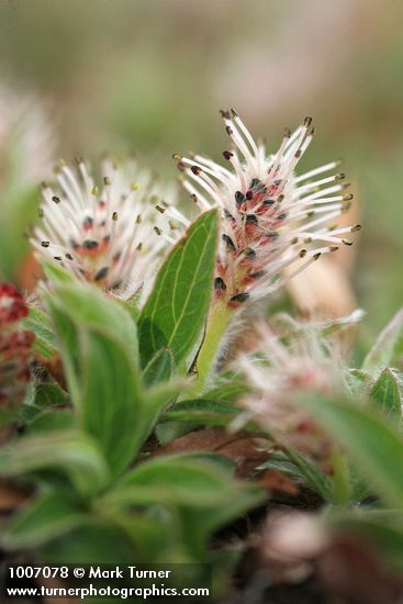 Cascade Willow (male) detail