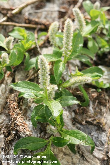 Arctic Willow (male) foliage & aments
