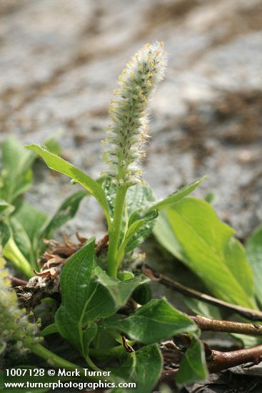 Arctic Willow (male) foliage & ament detail