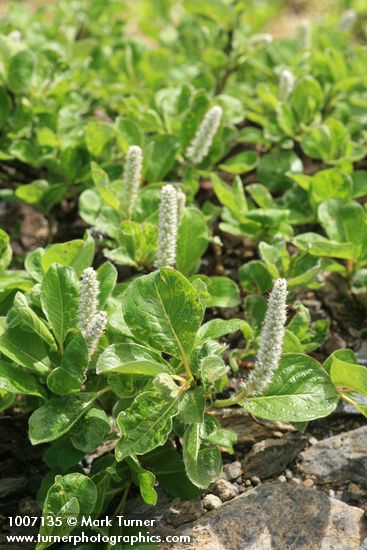 Arctic Willow (female) foliage & aments