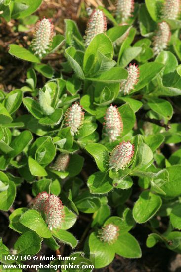 Arctic Willow (female) foliage & aments