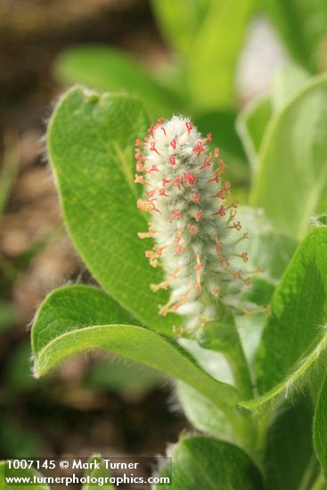 Arctic Willow (female) ament & foliage detail