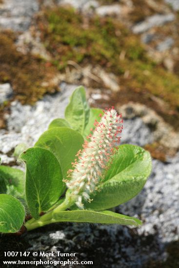 Arctic Willow (female) ament & foliage