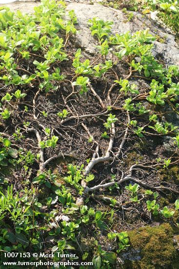 Arctic Willow (male)