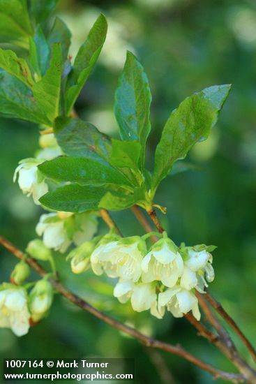 White Rhododendron blossoms & foliage