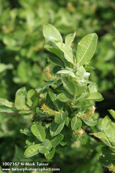 Grayleaf Willow (female) foliage & aments