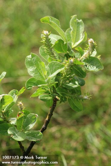 Grayleaf Willow (female) foliage & aments