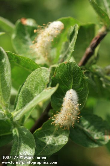 Grayleaf Willow (male) foliage & aments detail