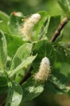 Grayleaf Willow (male) foliage & aments detail