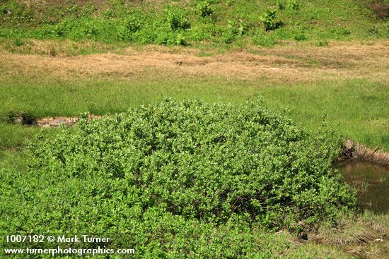 Grayleaf Willow (taller) & Arctic Willow (fgnd)