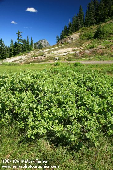 Grayleaf Willow in sedge meadow