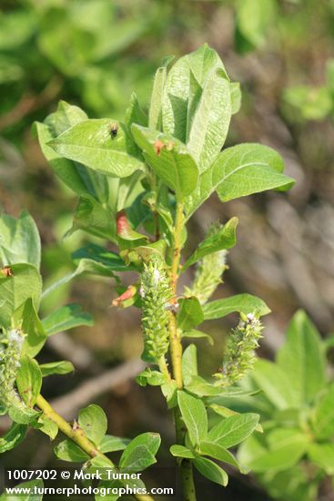 Barclay's Willow (female) aments & foliage