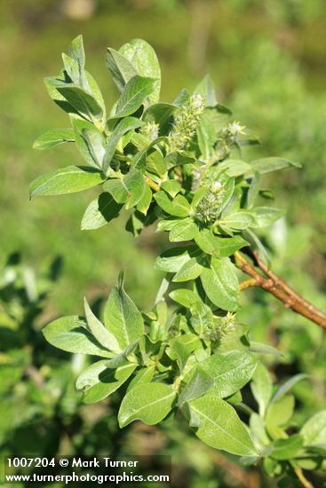 Barclay's Willow (female) aments & foliage