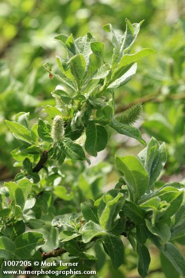 Barclay's Willow (male) aments & foliage