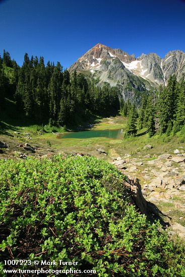 Mountain Hemlocks, Subalpine Firs by small tarn w/ Arctic Willow fgnd, Mt. Larrabee bkgnd