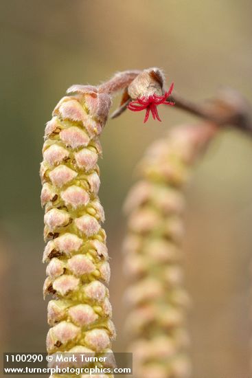California Hazelnut male catkin & female blossom detail