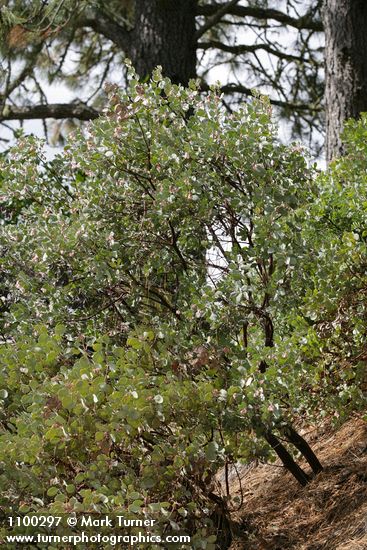 Sticky Whiteleaf Manzanita