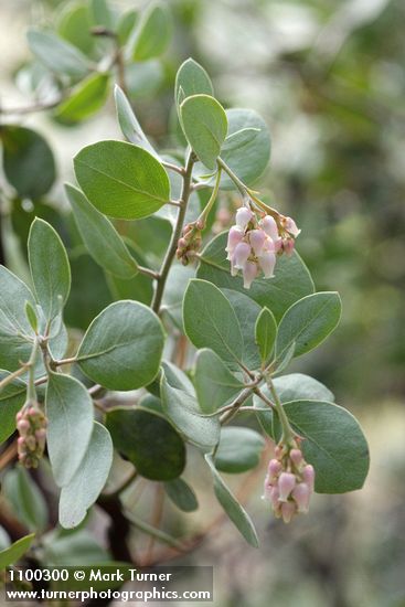 Sticky Whiteleaf Manzanita blossoms & foliage
