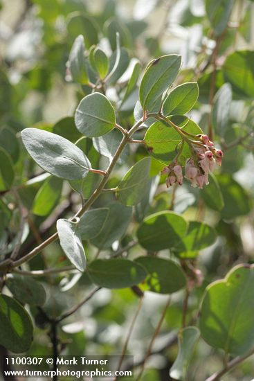 Sticky Whiteleaf Manzanita blossoms & foliage