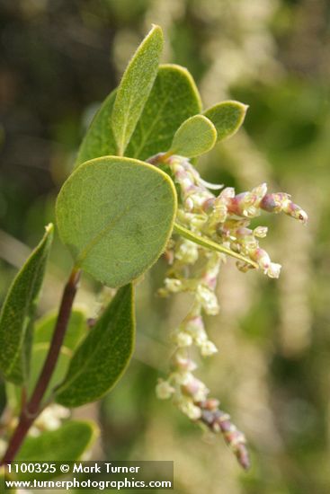 Dwarf Silktassel (male) foliage detail w/ catkins