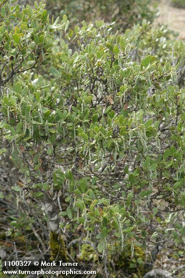 Dwarf Silktassel (female)