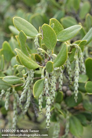 Dwarf Silktassel (female) blossoms & foliage