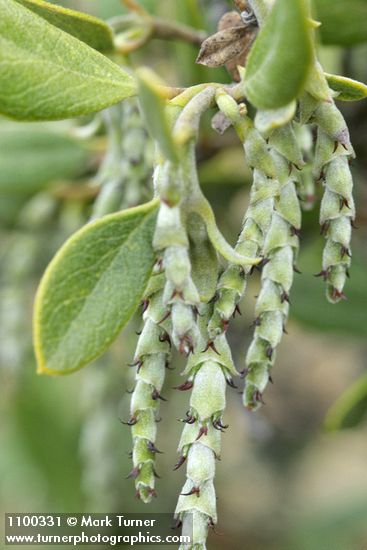 Dwarf Silktassel (female) blossoms detail