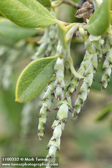 Dwarf Silktassel (female) blossoms detail