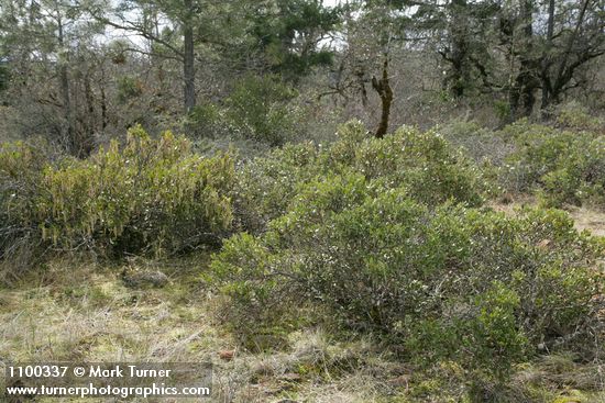 Dwarf Silktassel female (fgnd) & male (bkgnd) shrubs