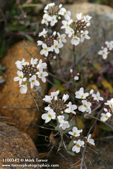 Sisikiyou Pennycress