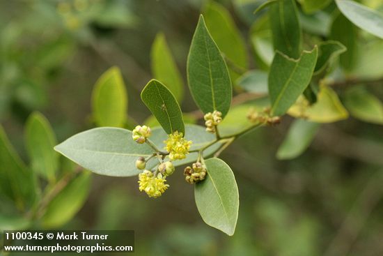 California Laurel blossoms & foliage