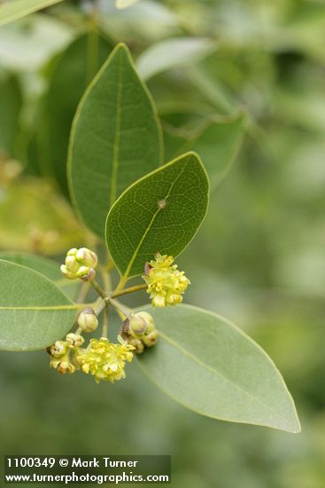California Laurel blossoms & foliage