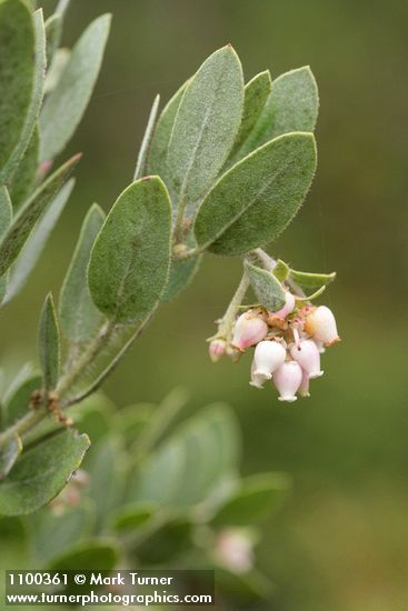 Del Norte Manzanita blossoms & foliage detail