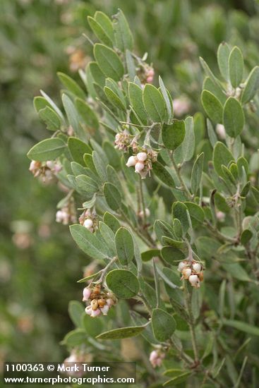 Del Norte Manzanita blossoms & foliage