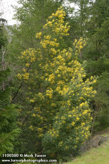 Silver Wattle