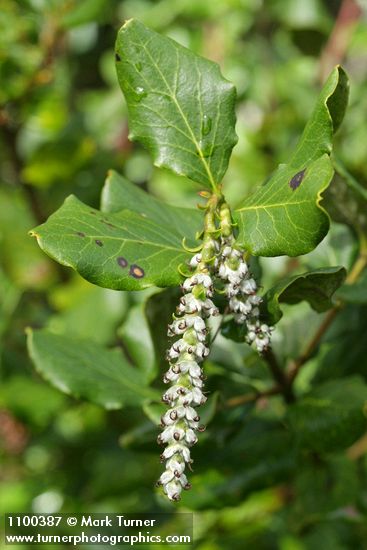Coast Silktassel (female) blossoms & foliage detail