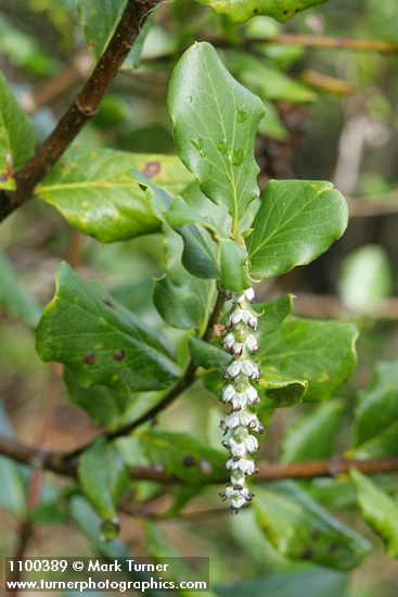 Coast Silktassel (female) blossoms & foliage detail