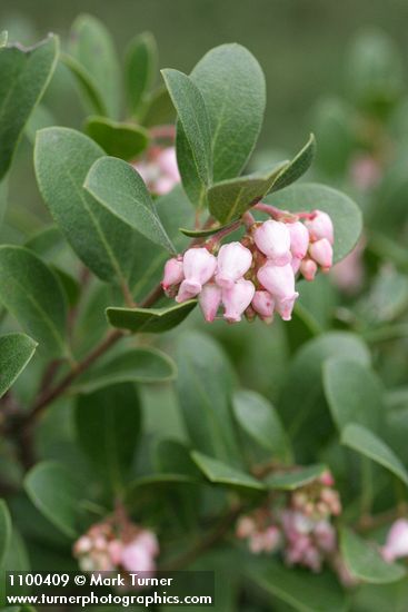 Hybrid Manzanita blossoms & foliage detail