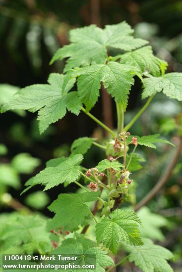 Trailing Black Currant blossoms & foliage