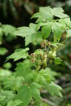Trailing Black Currant blossoms & foliage