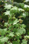 Trailing Black Currant blossoms & foliage