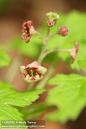 Trailing Black Currant blossoms & foliage detail